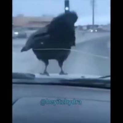 Bird taking off on a moving car