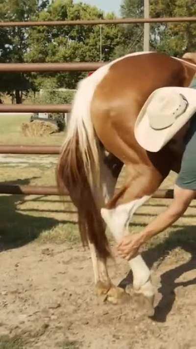 How to hold a horse without it kicking you