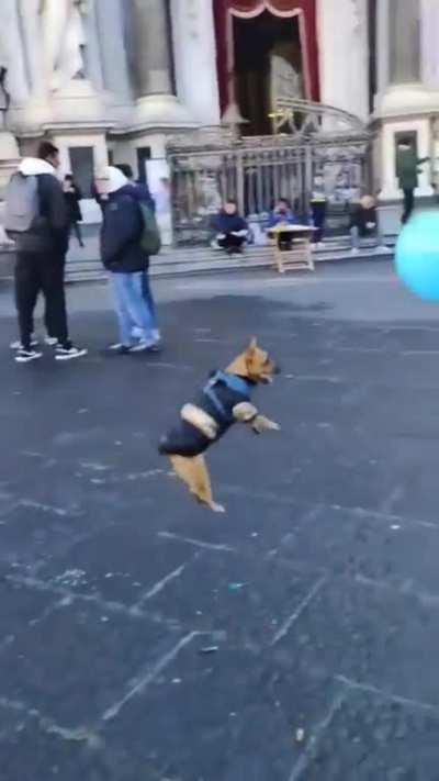 This dog having fun with a balloon