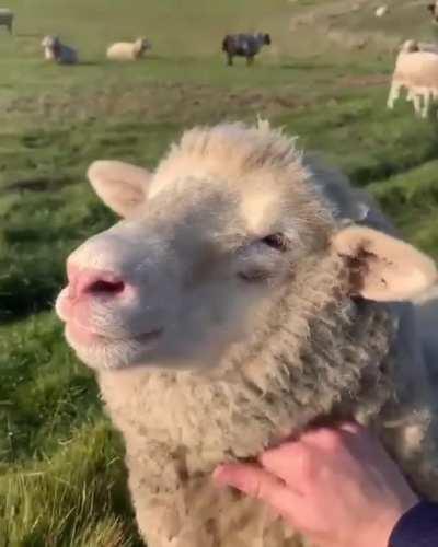 Sheep need love too.