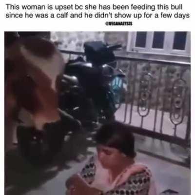 The bull wins her heart