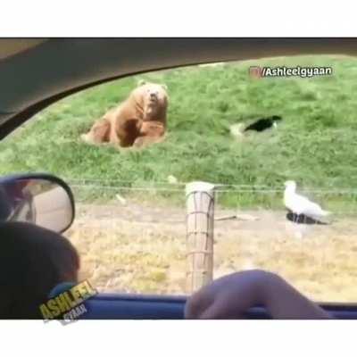 Bear waves hi and catches flying bread.