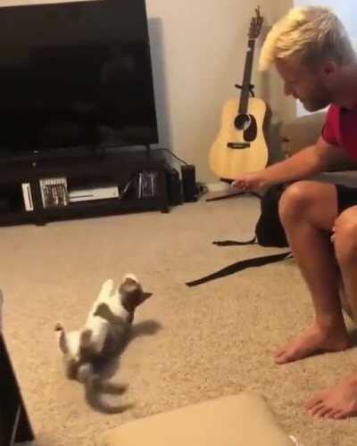 Well trained Kitty able to the basics tricks a doggo can do