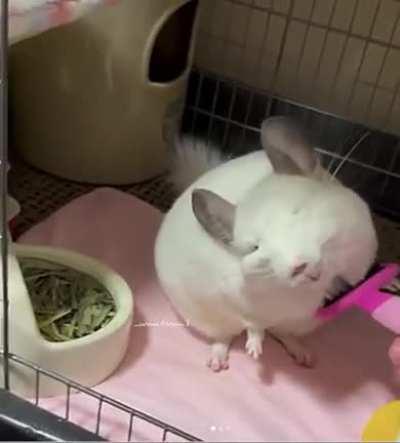 White ball of floof enjoys her grooming