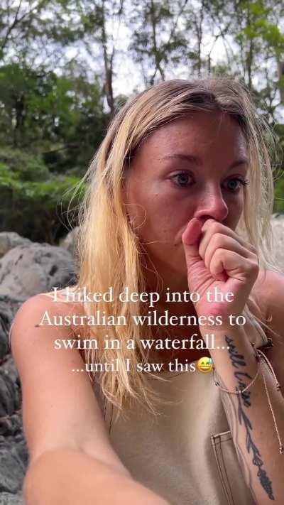 The spiders in Australia