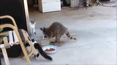 Trash Panda’s got a trick for the kitties