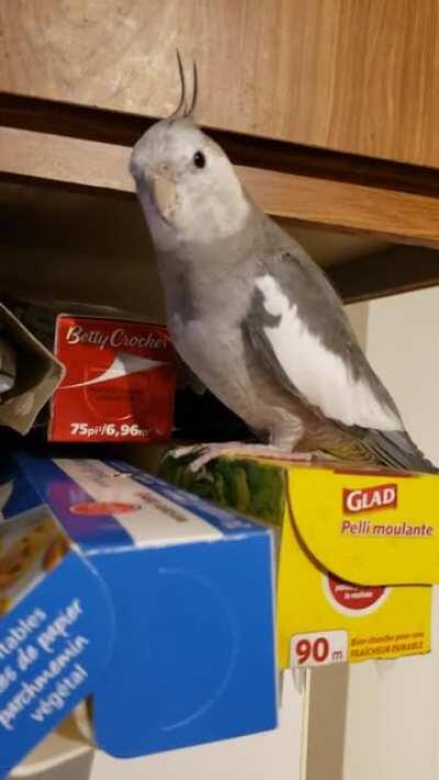 Do your cockatiels mimic any random sounds? Hiro imitating the microwave