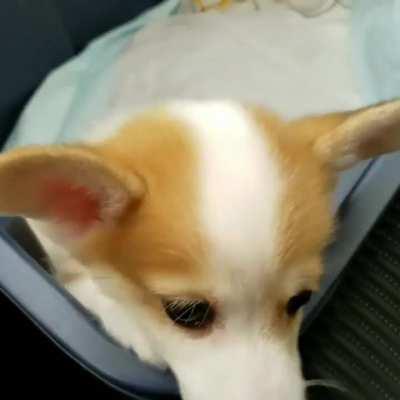 Baby corgi is excited to go home