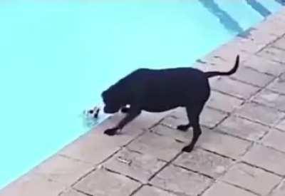 This good boy deserves a medal.. He even trying not to hurt his little friend