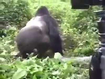 A gorilla's gentle reminder that he could easily kill you.