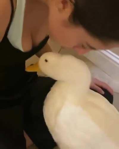 Duck wags his tail like a doggo