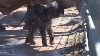 It has been proven time, and time again. Baby elephants love water play.