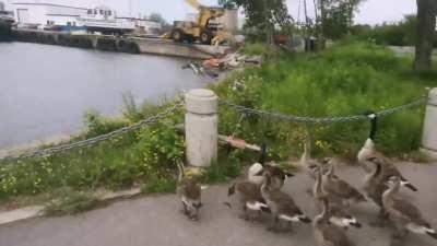 I got surrounded by 31 Canada geese today, it was both hilarious and terrifying.