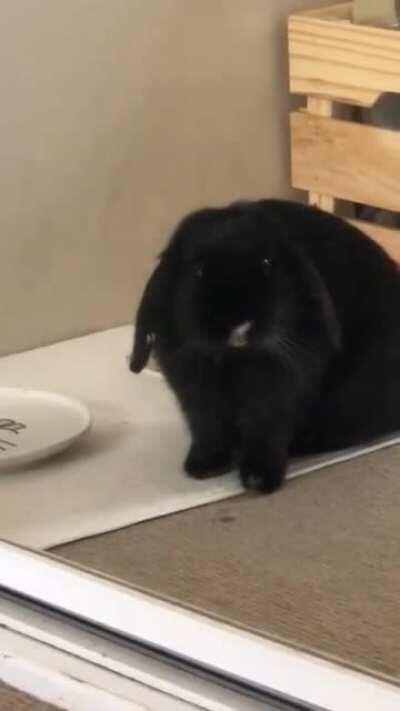 Meet Luna! He’s a newly adopted 1.5yo mini lop. At first I was worried because he wasn’t drinking any water, but once he got a shallower dish to drink from, he’s enjoying it the most! Please give me your best rabbit tips!