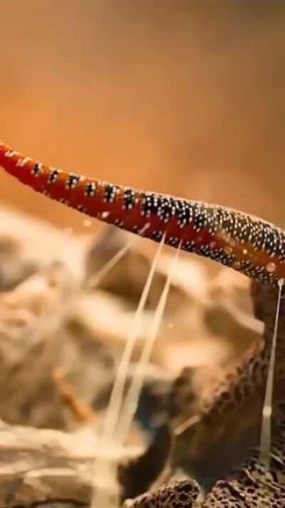 Dragon-tailed Gecko, spraying sticky liquid from their tails straight at any would-be predators.