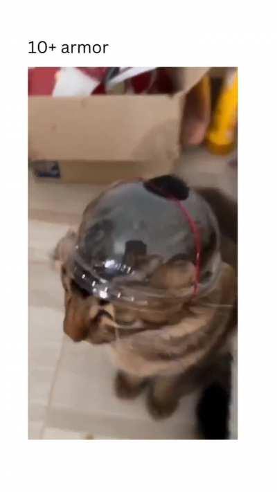 Cat hat, 10+ armor