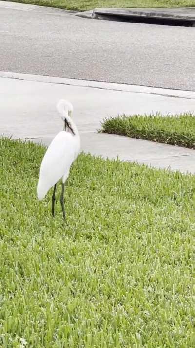 Egret eating a snake again and again