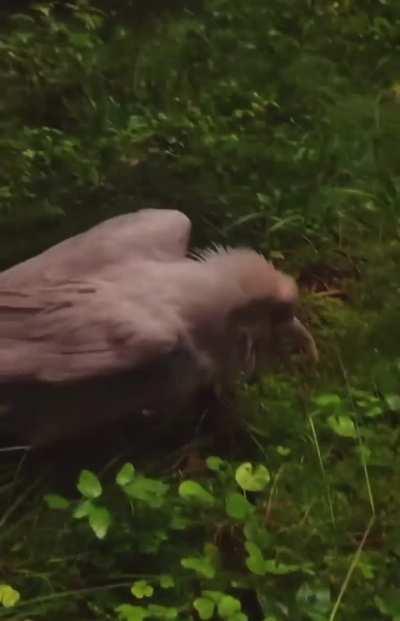 Rare albino raven