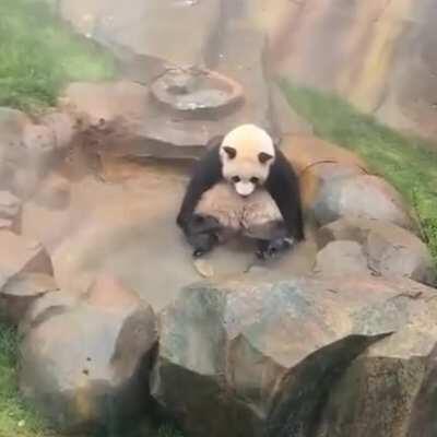 A panda sitting in a pool twiddling its legs