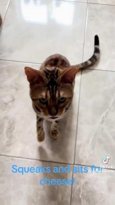 Found this guy on tiktok and i would give him all the cheese in the world. Posted by violinbycecilia on tiktok.