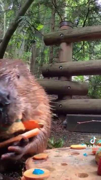 Maple the beaver's birthday cake!