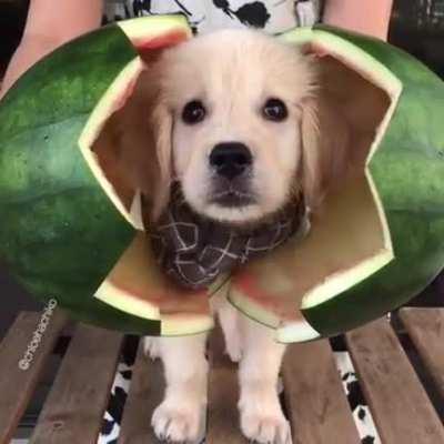 That face is one in a melon