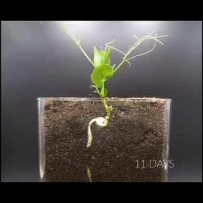 A seed growing.