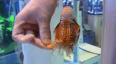 Hand feeding a Nautilus. A creature that's gone unchanged for the last ~500 million years. (For scale T-Rex came into being and went extinct between 60-80 million years ago).