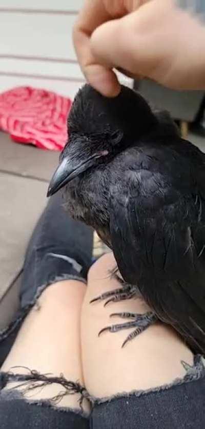 [OC] My crowbro, Eric, that enjoys pets