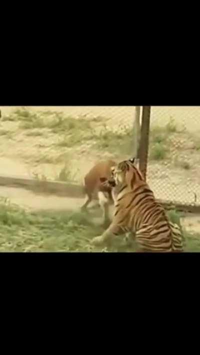 Tiger attacks, cow runs.