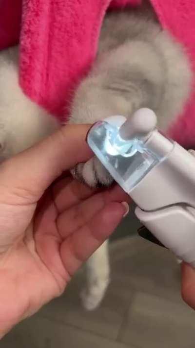 Hanging Cat to Trim his Nails