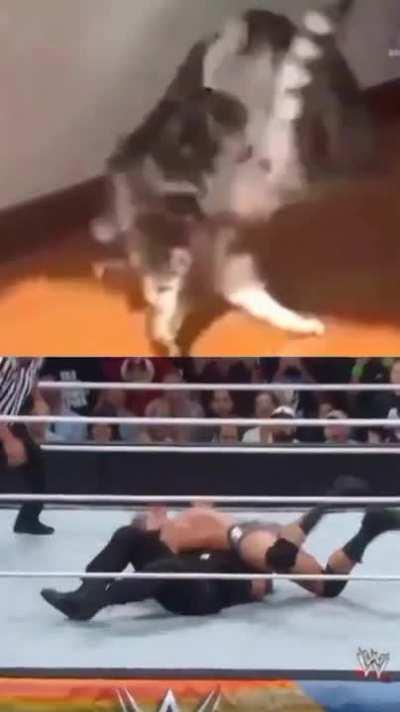 Wrestling Cats