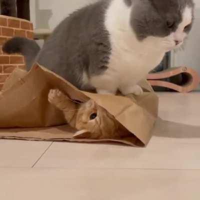 Cat Funny video