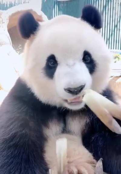 A Panda eating bamboo