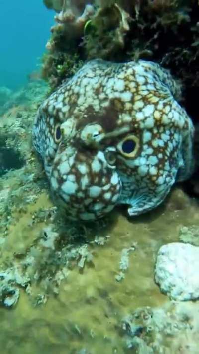 An incredible instance of an octopus disguising itself as the head of a bigger marine creature