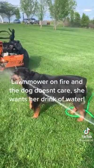 Dog just wants her drink of water