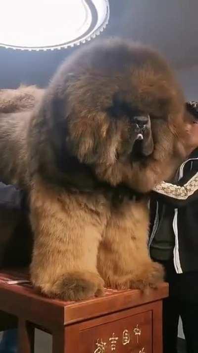 Tibetan Mastiff _ BIG BOY