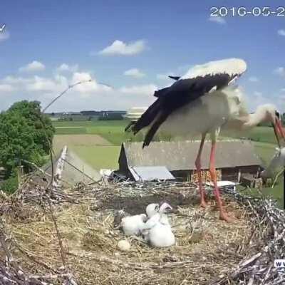 La cigüeña mata a los más débiles del nido cuando no puede proporcionar suficiente alimento para todos, o cuando un ave se comporta de manera anormal, muestra signos de enfermedad, discapacidad o debilidad, para no poner en peligro a otros polluelos sanos