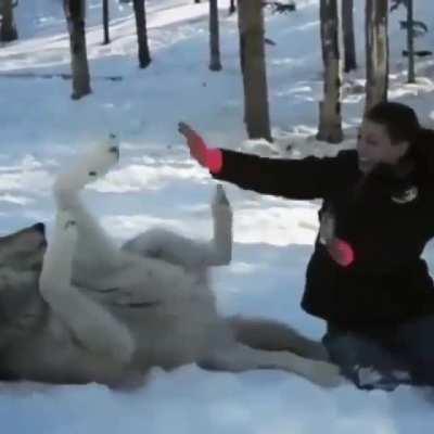 Grey wolf transforms into a good boy when he is visited by the people that helped raise their pack