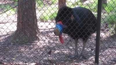 Cassowary Sounds Like a Dinosaur