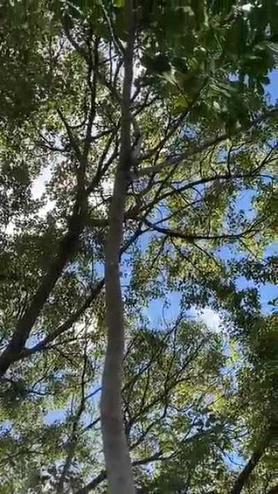 Tree Grows Through A Metal Street Sign