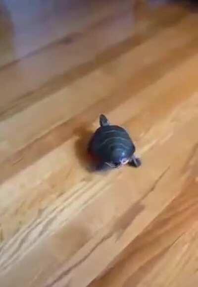 Nothing to see here, just a turtle rollin