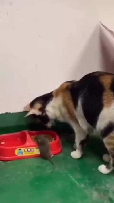 Cat carries mouse to food bowl