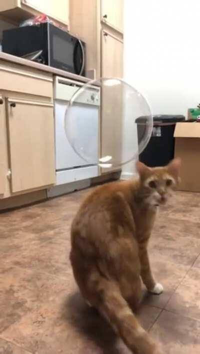 cat and a bubble