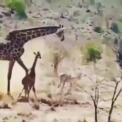 Mother giraffe comes in to defend her kid after they get knocked down by a pride of lions