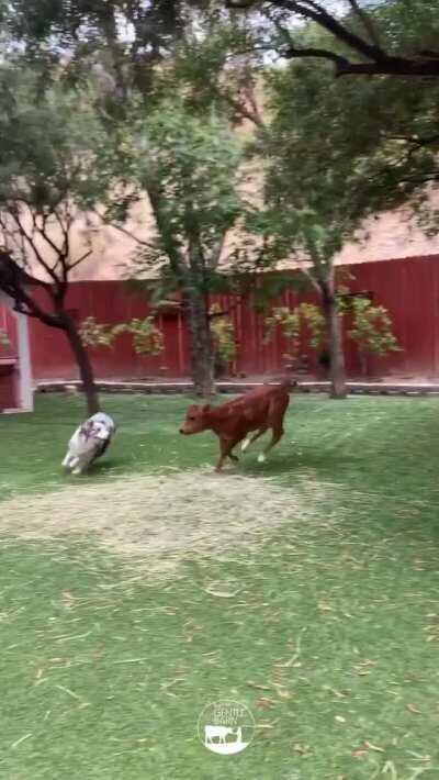 Lewis and Sky running around together