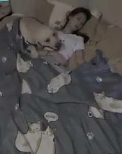 Good boy gently covers his mom with a blanket