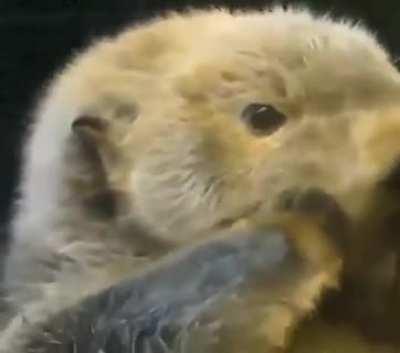 Sea otter with the squishiest face