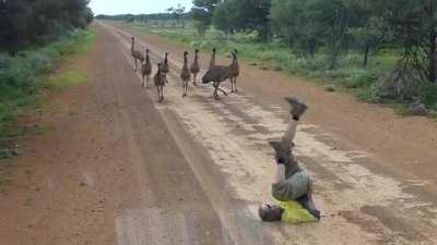 If you lie on the ground and move your arms and legs, the emus will approach out of curiosity.