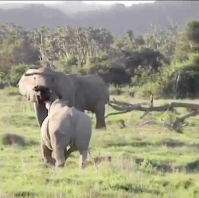 Elephant uses branch to ward off rhino